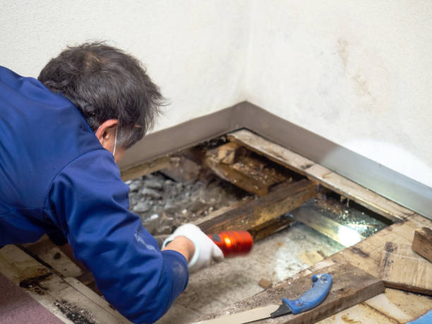 Best Mold Removal Company Near Me  in East Riverdale, MD