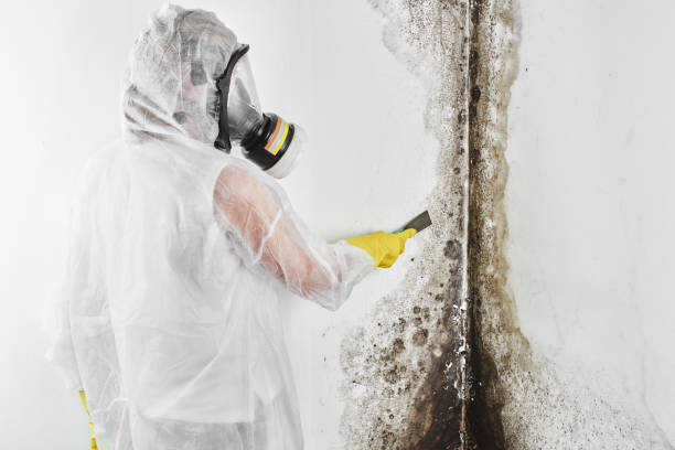 Best Black Mold Removal  in East Riverdale, MD