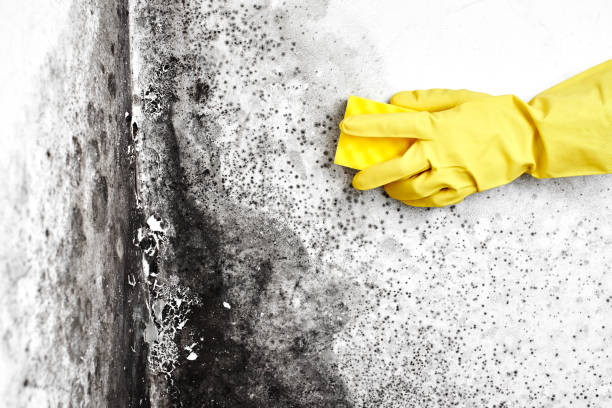 Trusted East Riverdale, MD Mold Removal Experts