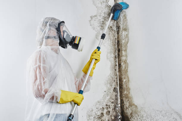 Best Toxic Mold Removal  in East Riverdale, MD