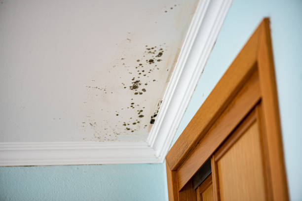 Best Commercial Mold Removal  in East Riverdale, MD