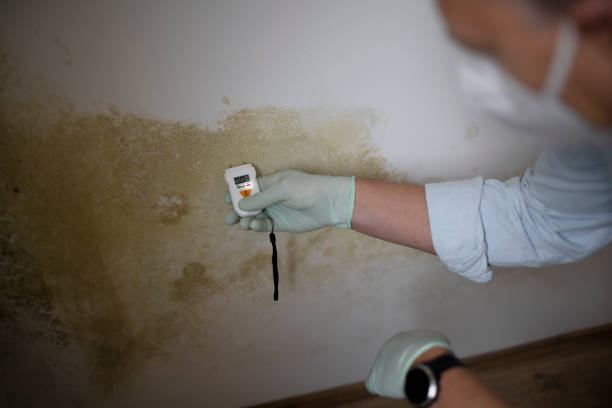 Best Best Mold Removal Companies  in East Riverdale, MD