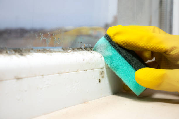 Best Mold Damage Repair  in East Riverdale, MD