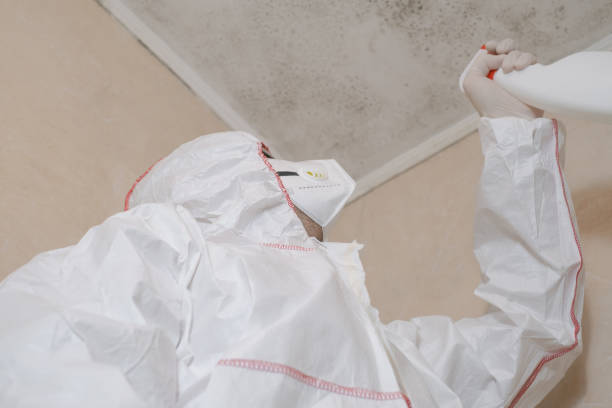Best Mold Cleaning Services  in East Riverdale, MD