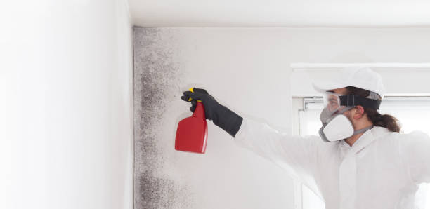 Best Attic Mold Removal  in East Riverdale, MD