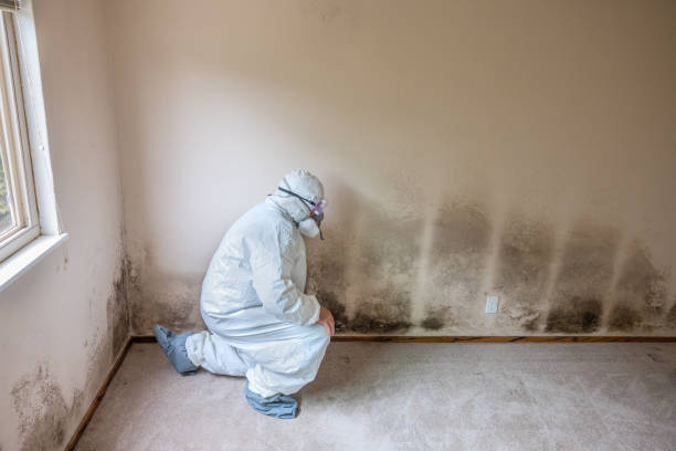 Best Mold Cleaning Services  in East Riverdale, MD