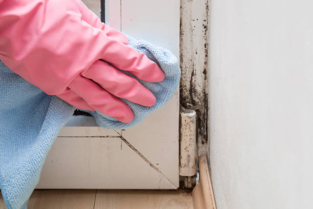 Best Professional Mold Removal  in East Riverdale, MD